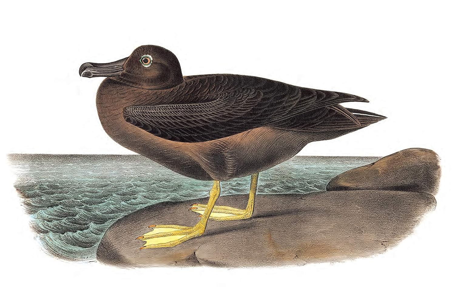 Treasury of Audubon Birds: 130 Plates from The Birds of America - Image 5