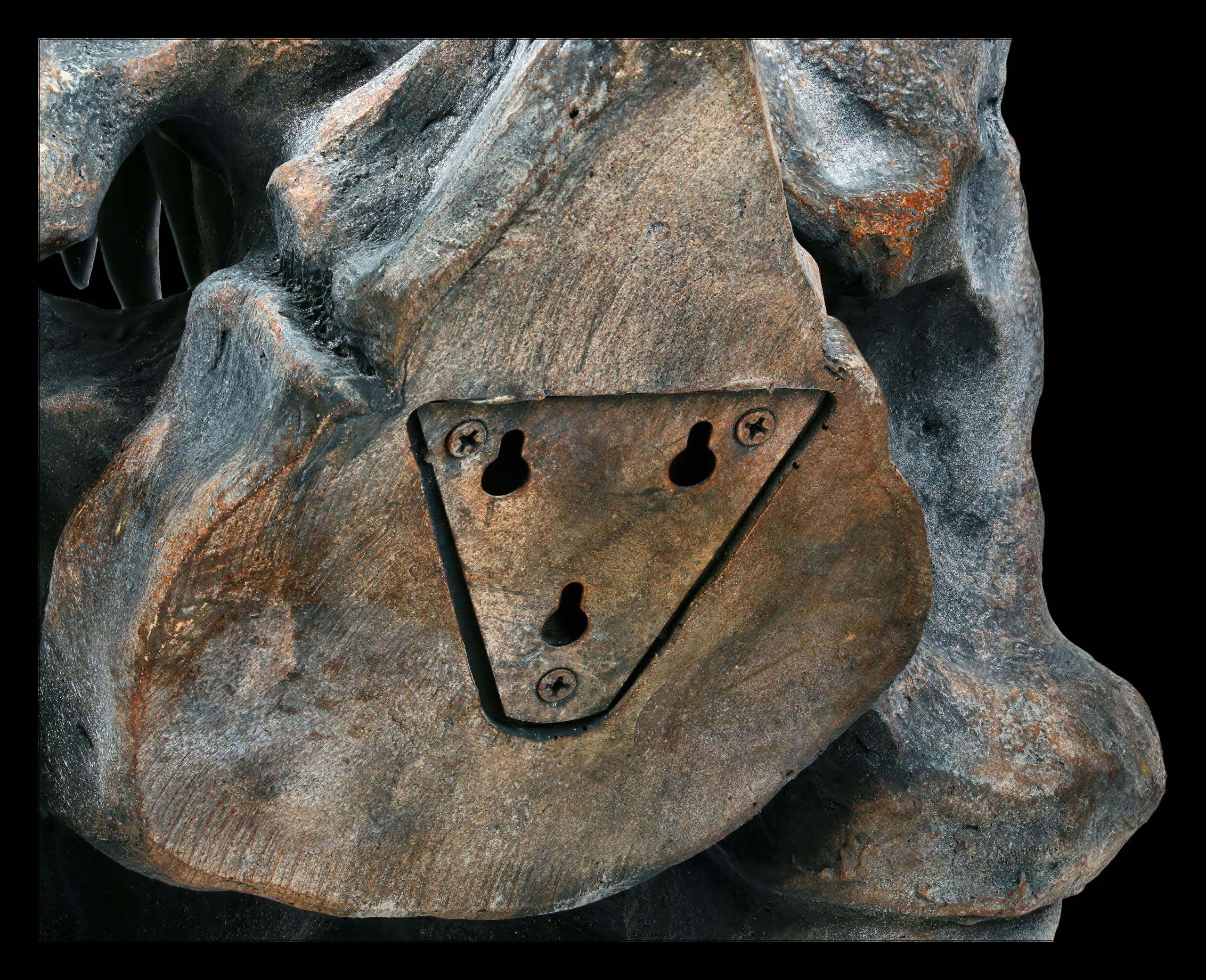 Tyrannosaurus Rex Teschio - Grande - Statua Decorativa Rilievo Parete