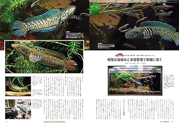 【貴重！】月刊アクアライフ スネークヘッド特集 4冊セット 月刊アクアライフ 2023年 07 月号 スネークヘッドに歴史あり