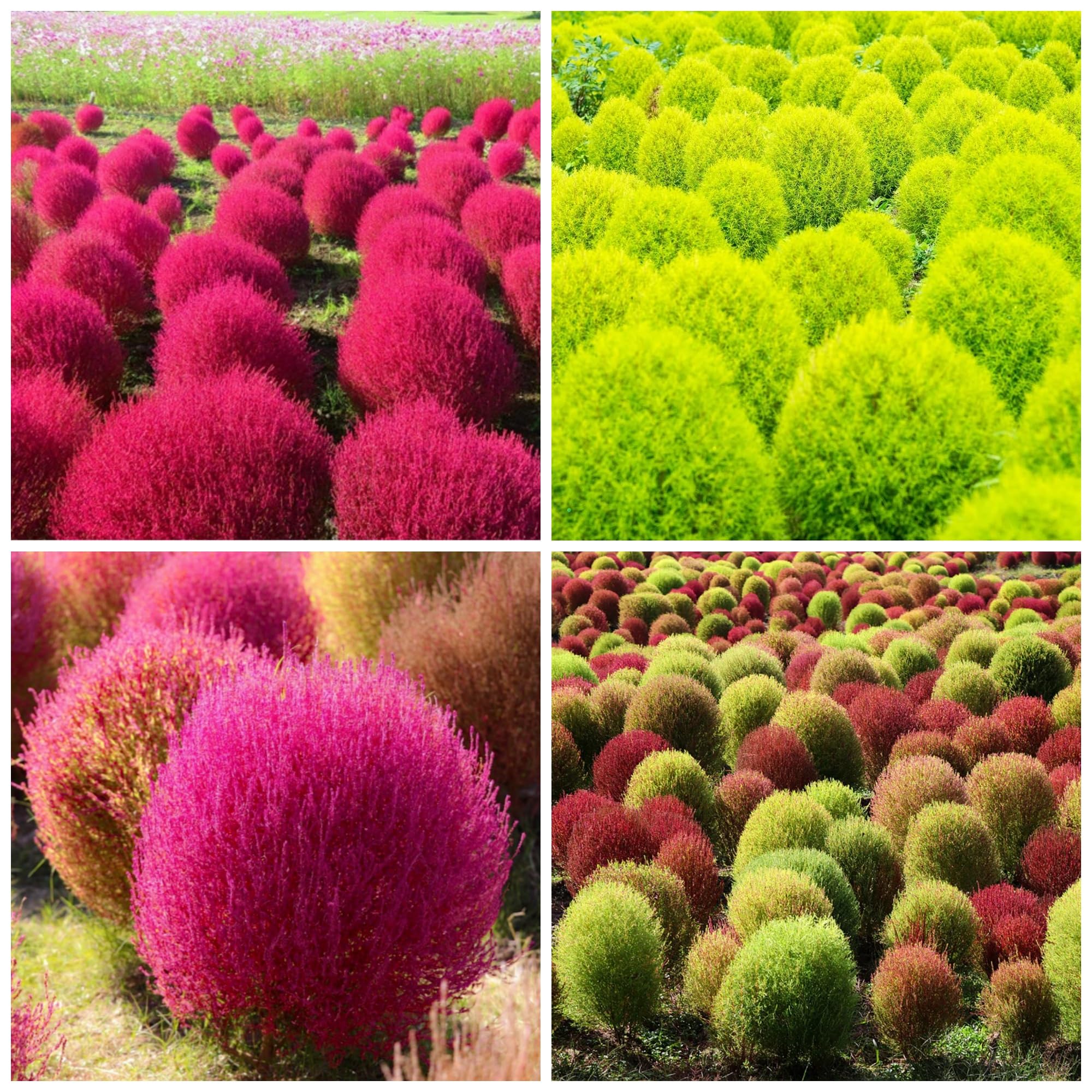 Amazon.com : 3000 Seeds Burning Bush Seeds Kochia Trichophylla