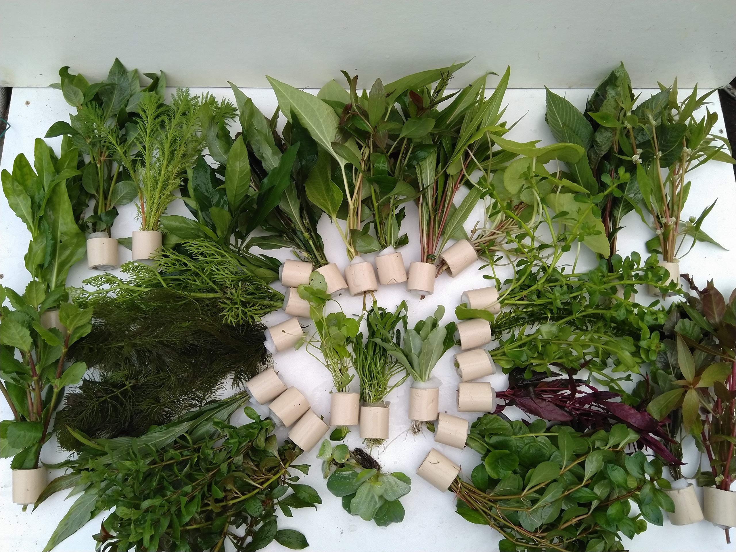 20 Bund gemischte Wasserpflanze mix lebende Wasserpflanze.