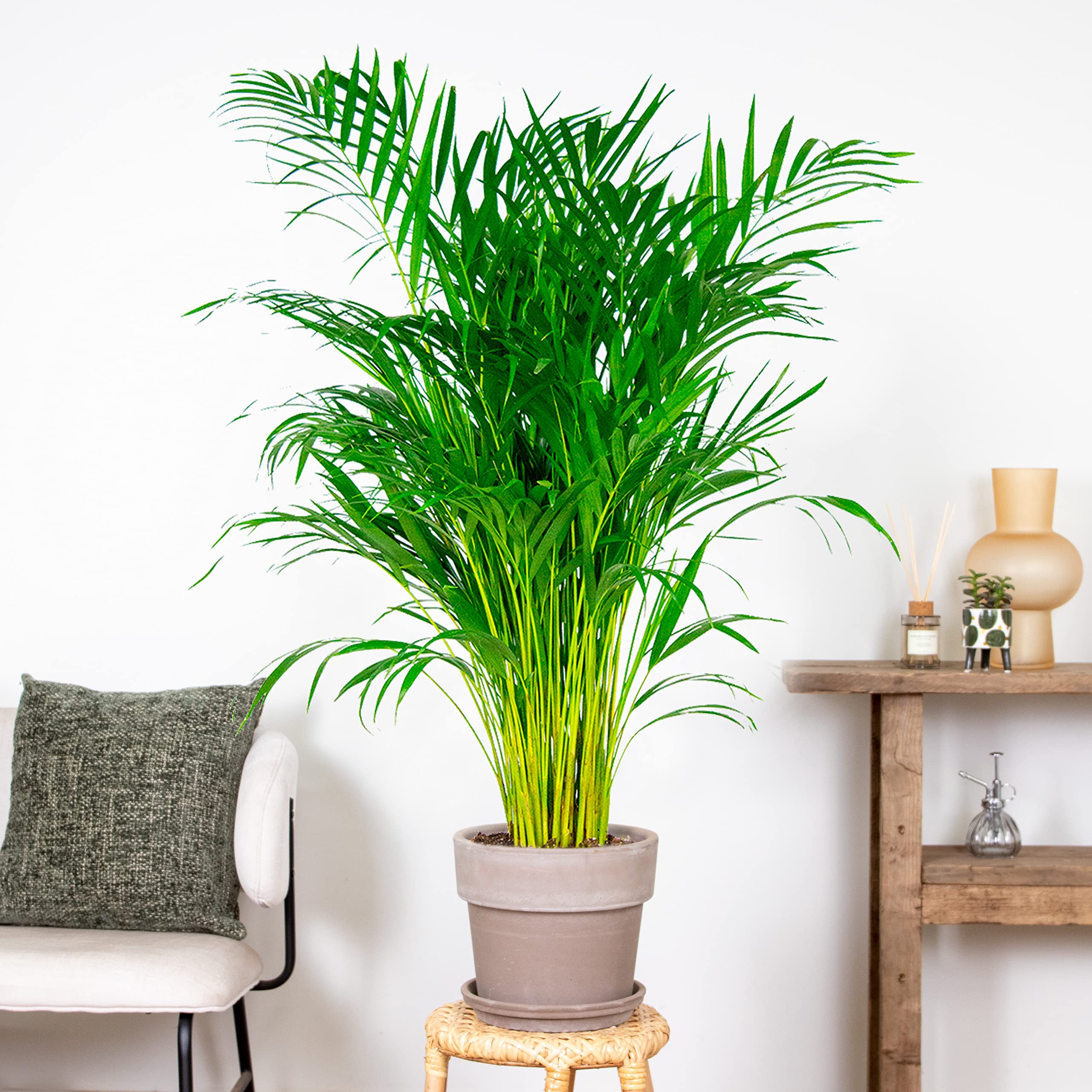 Bloomique - Dypsis Lutescens - Goldfruchtpalme - Areca Palme -  Zimmerpflanzen Gro - Pflegeleicht - Haustierfreundlich - Hhe 100-120 cm -  Topf 21 cm : Amazon.de: Garten