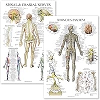 Vista 1 de Palace Learning Paquete de 2 pósteres de anatomía de nervios espinales y sistema nervioso, juego de 2 gráficos anatómicos, columna