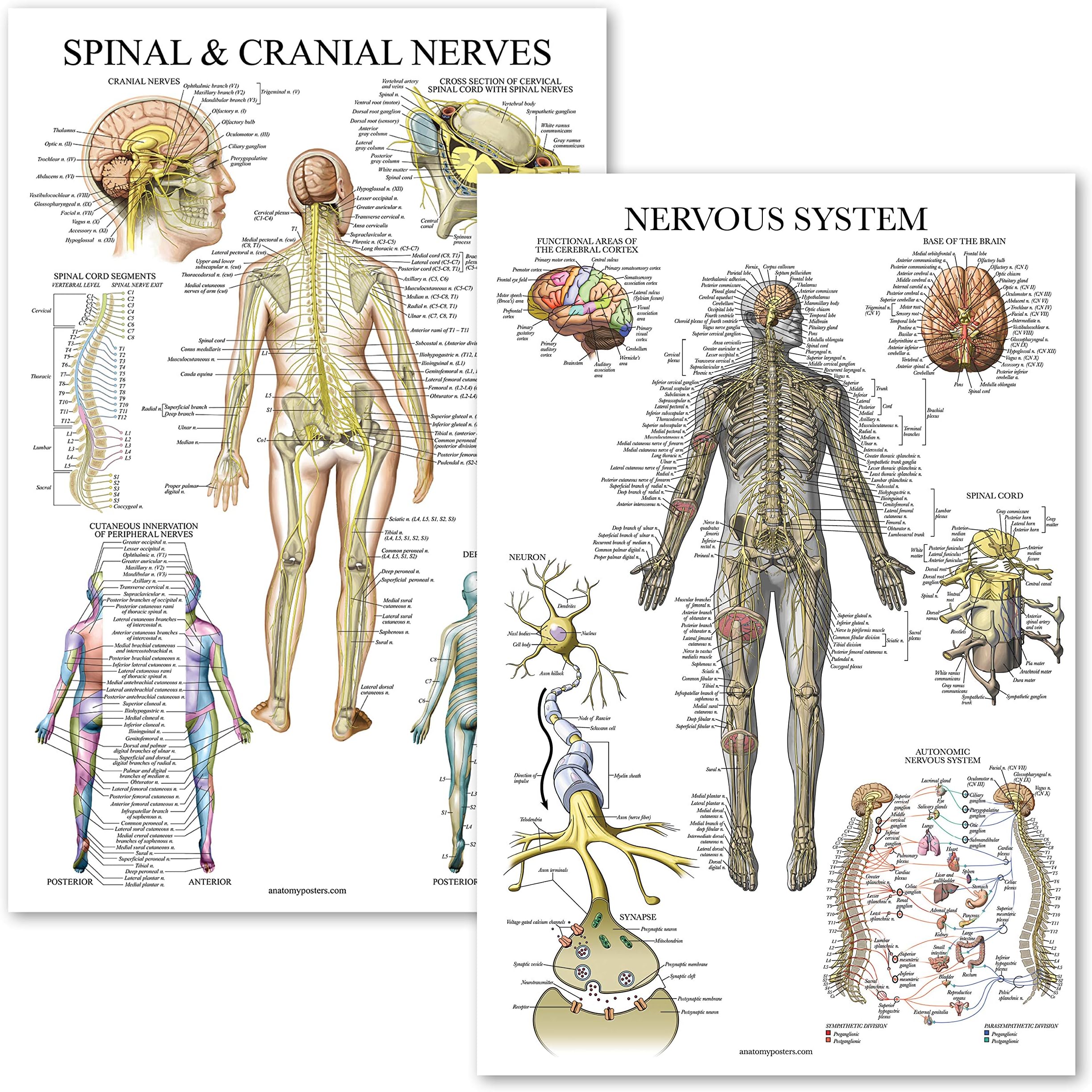 Palace Learning 2 Pack - Spinal Nerves & Nervous System Anatomy Posters - Set of 2 Anatomical Charts - Spine/Nervous - Laminated 18" x 27"