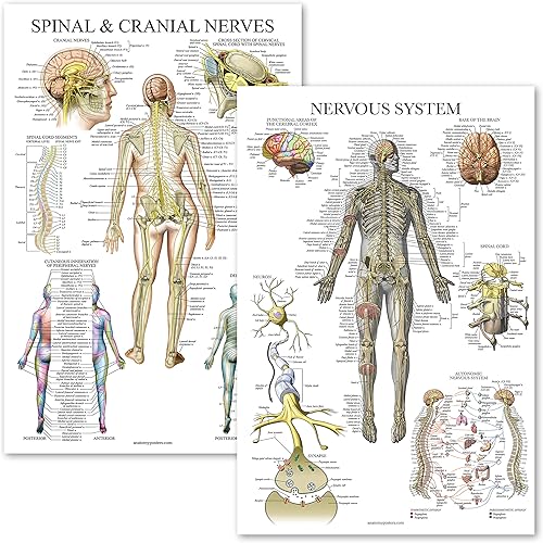 Palace Learning Paquete de 2 pósteres de anatomía de nervios espinales y sistema nervioso, juego de 2 gráficos anatómicos, columna