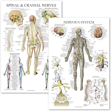Palace Learning 2 Pack - Spinal Nerves & Nervous System Anatomy Posters - Set of 2 Anatomical Charts - Spine/Nervous - Laminated 18" x 24"