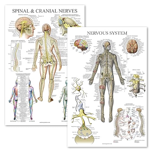 Palace Learning 2 Pack - Spinal Nerves & Nervous System