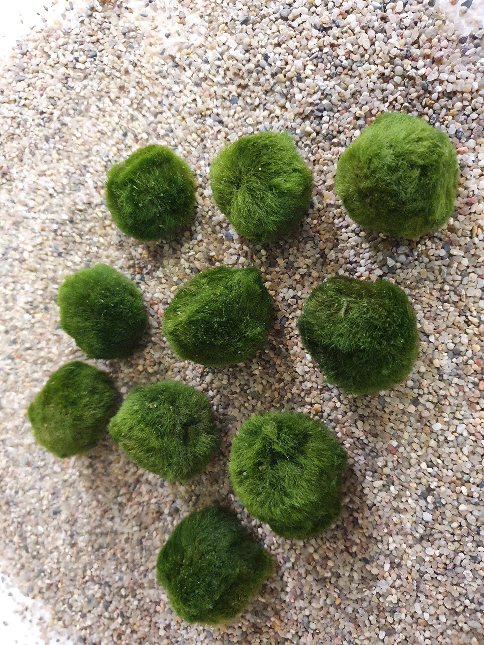 Aquatic Arts Lot de 10 boules de mousse Marimo pour plantes aquatiques Env. 3 cm
