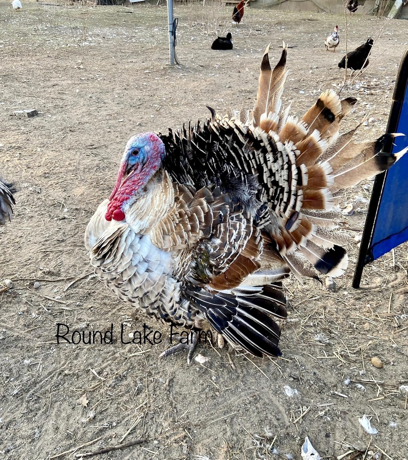 Turkey Fertile Hatching Egg Set - 6 Eggs - Shipped in Foam from Free Range Birds