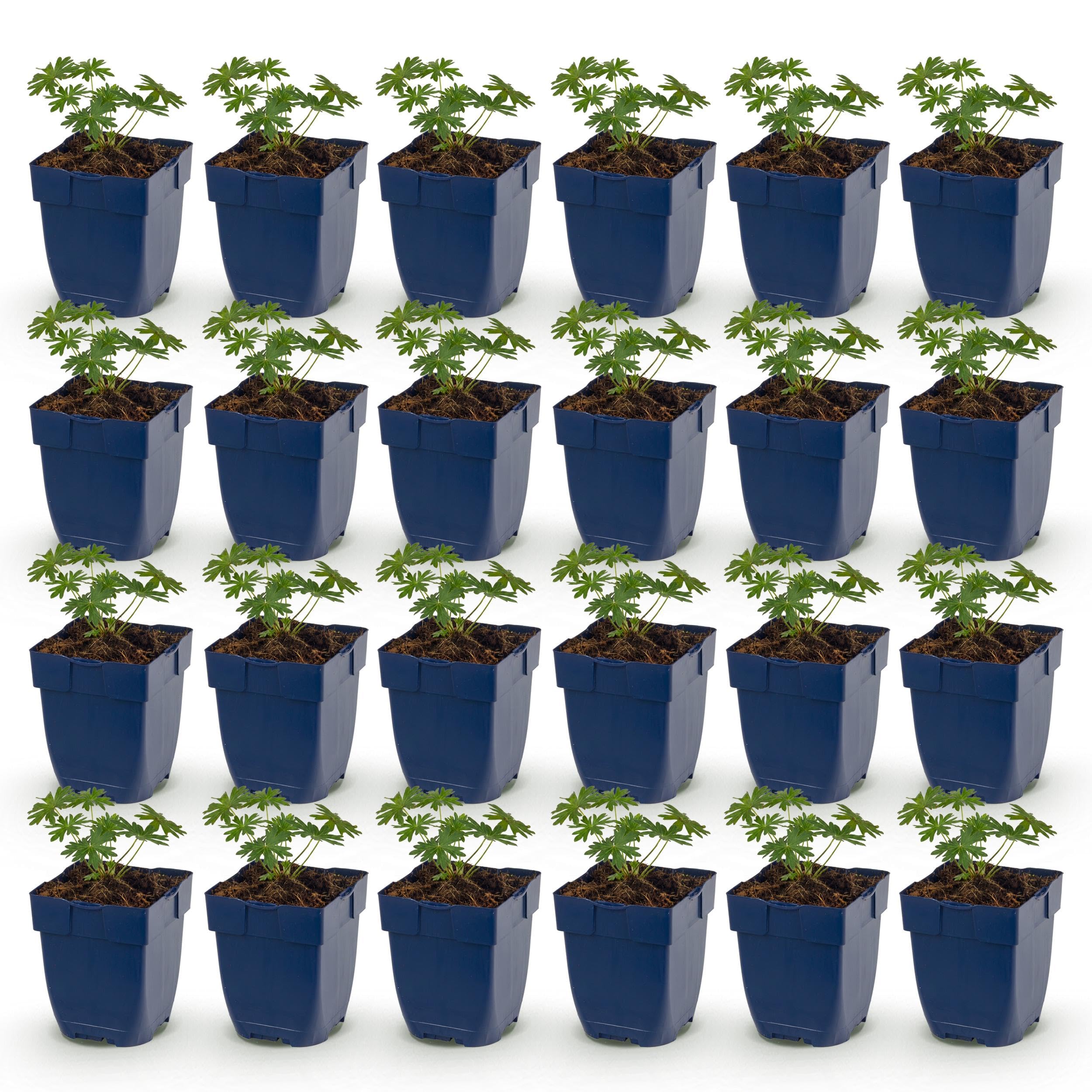 Géranium sang. Album - Bec-de-cigogne - Couvre-sol - Blanc - 24 plants - 15-25cm - Ø11cm - Plante de jardin