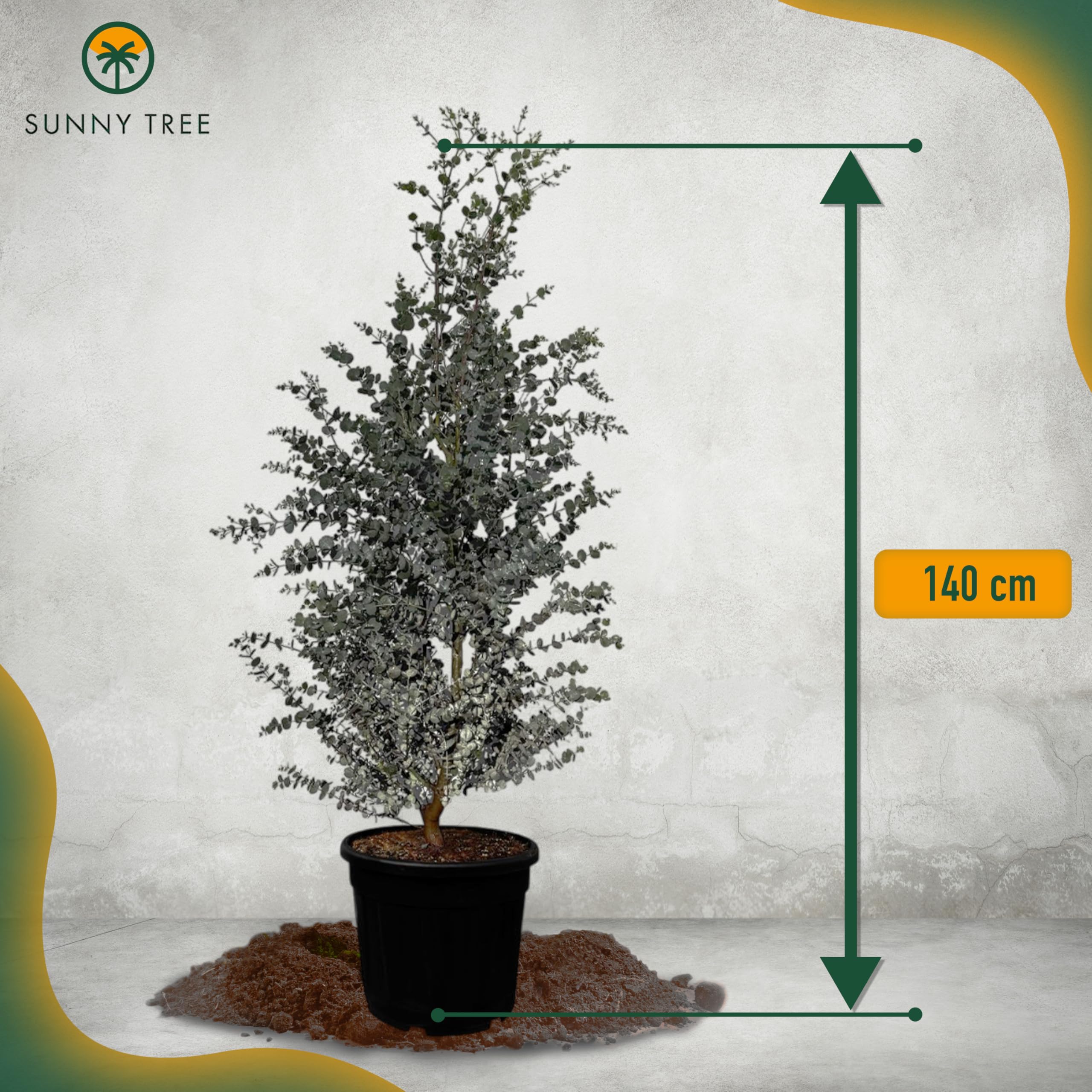 Sunny Tree - Eukalyptus - Gunnii 'Azura' Pflanze - 140 zentimeter - Winterhart