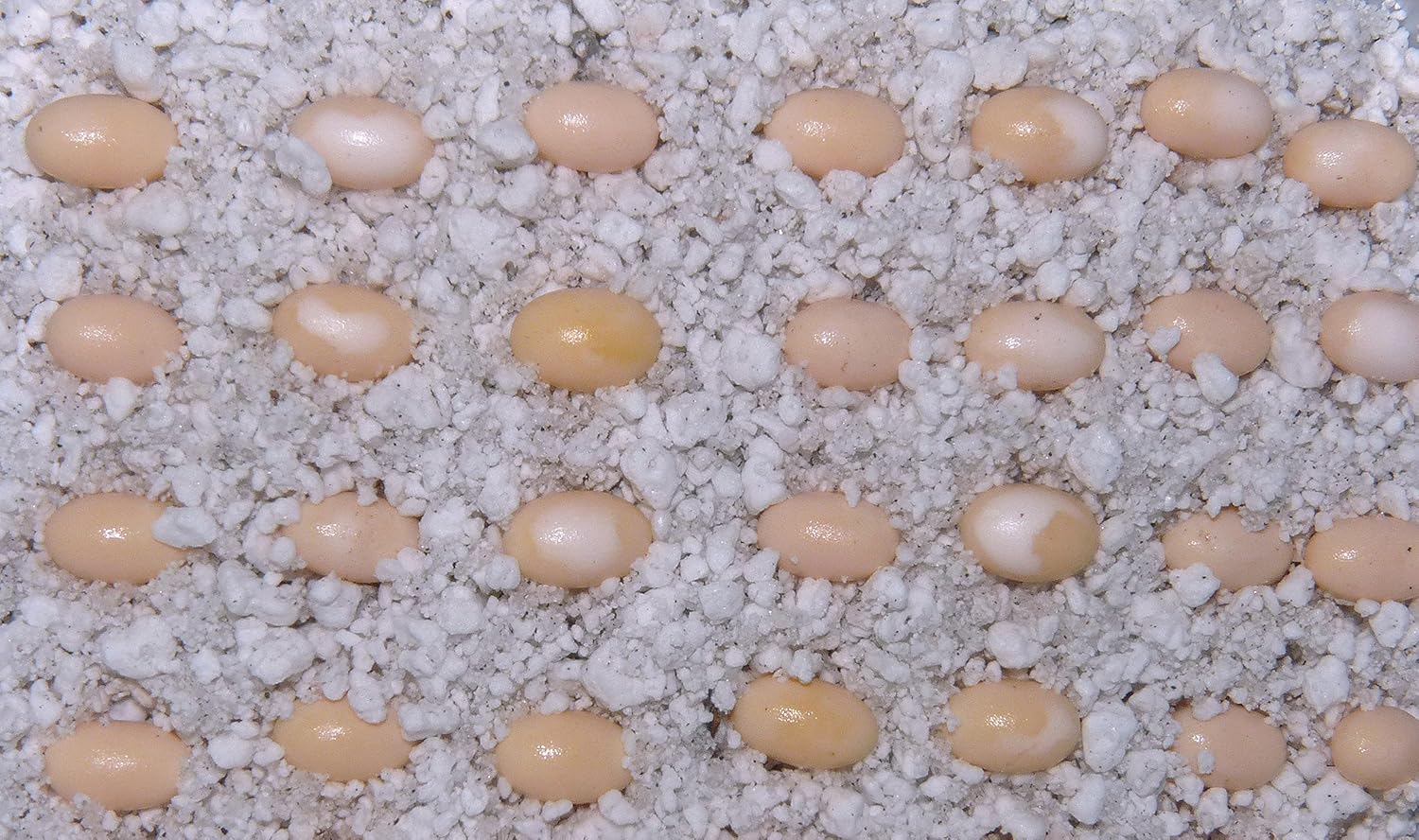 Lucky Reptile HR-2 HatchRite, 2 Litre