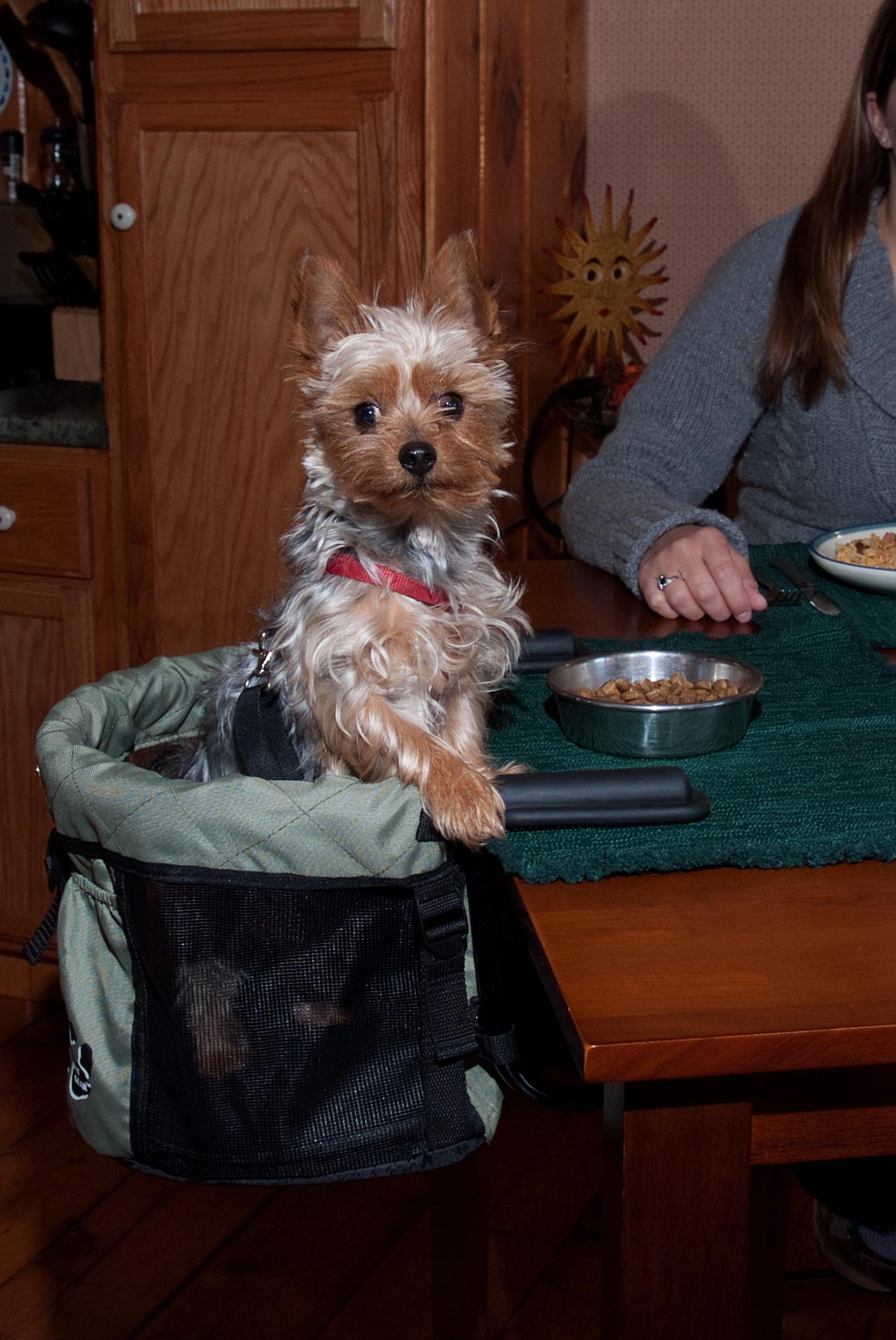 Pet Gear Clip-On High Chair for Pets Upto 10-Pound, Sage : Amazon