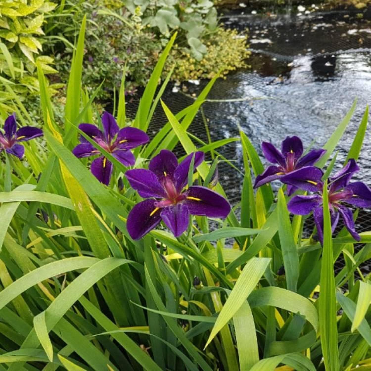 Iris 'Black Gamecock', a Great Live Pond Plant for Your Water Garden. Filters The koi and Goldfish Pond. Good for Bogs, Plant Shelf or Shallow Water This marginal Aquatic is a Real Beauty
