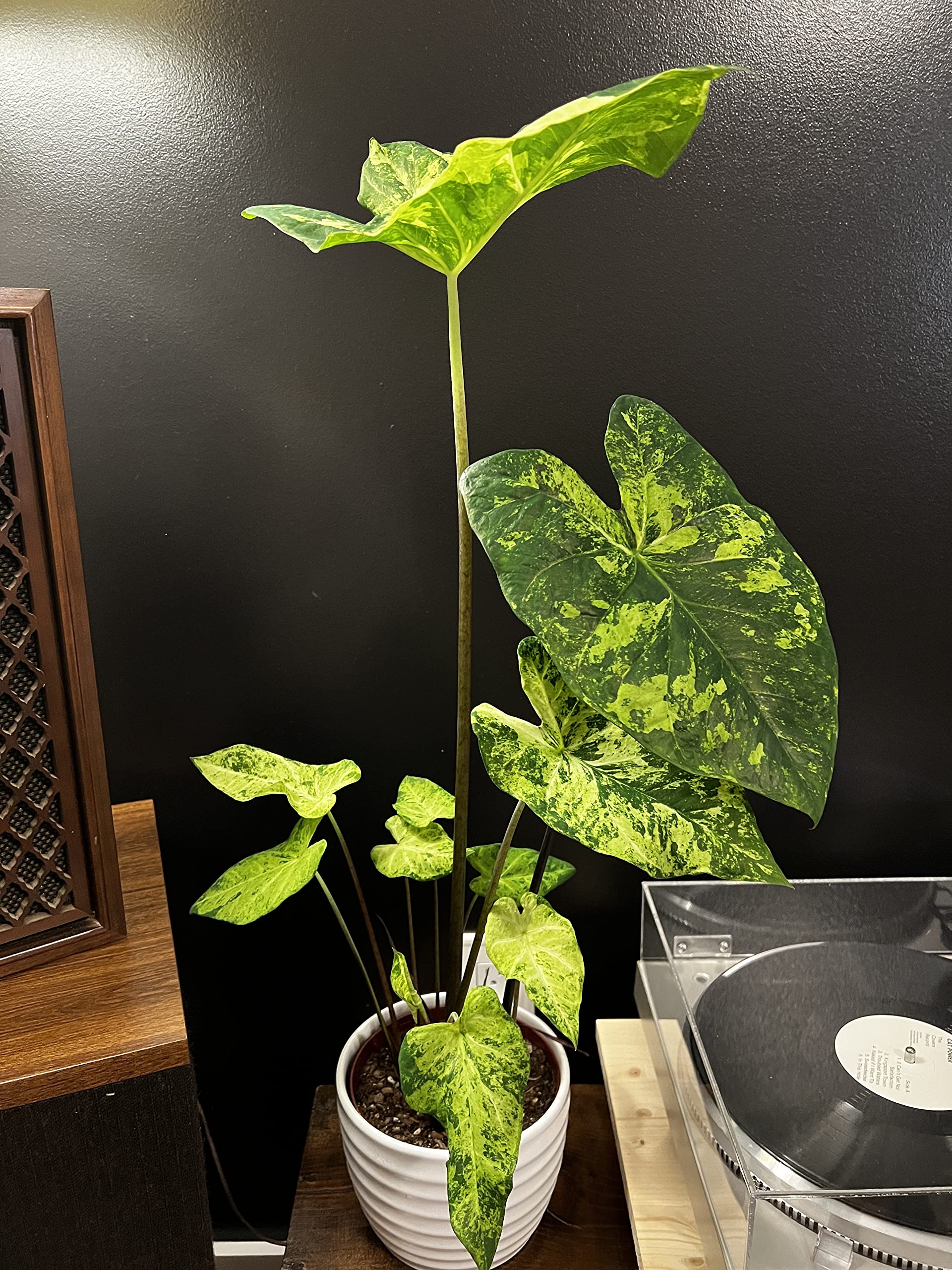 Caladium Frog in a Blender (2 Bulbs) - Easy to Grow Indoor Houseplant and Outdoor Perennial Flower Bulb Ready for Planting