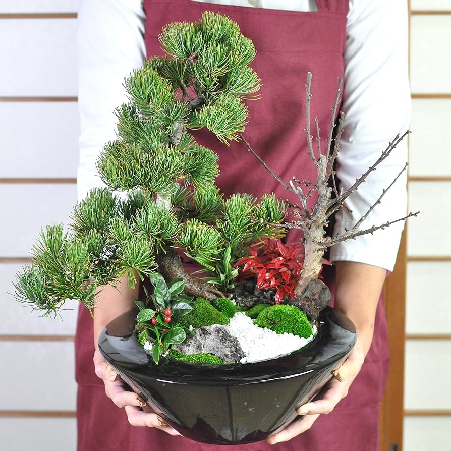 【盆栽屋大和】 黒松　貴風盆栽 中品盆栽 取りに来れる方大歓迎 自社配送も可 盆栽屋大和】 黒松 貴風盆栽 中品盆栽 取りに来れる方大歓迎