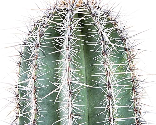 Vista 63 de Cactus Outlet - Totem Pole Live Cactus, plantas de cactus vivas, plantas vivas para uso en interiores y exteriores, 12-18 pulgadas, cactus vivo