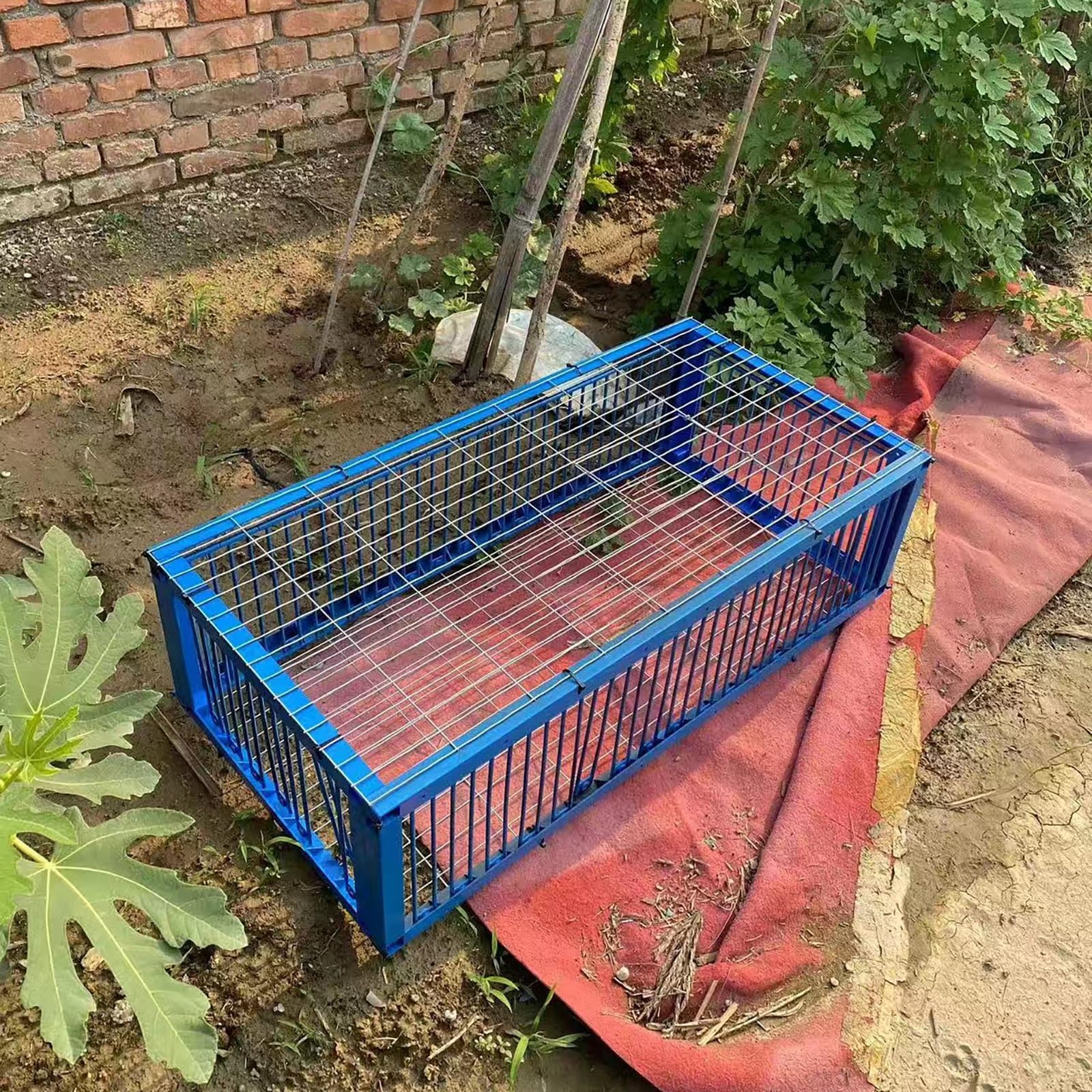 Jaula trampa para pájaros para palomas, palomas, loros, diseño de 2 lados para una captura y cría efectivas, ideal para carreras y uso en ventanas