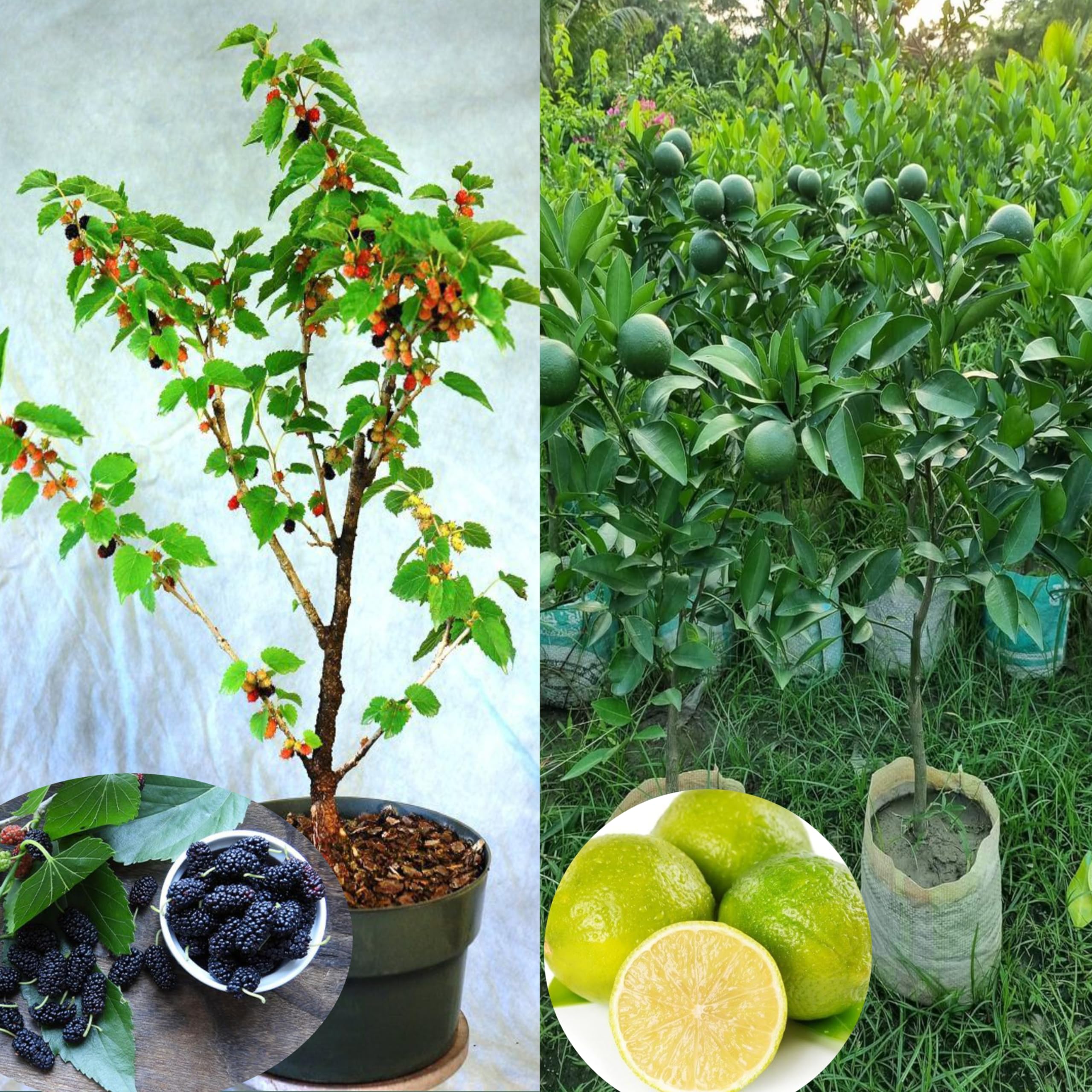 Eroanvia Combo 2 Mulberry Shahtoot All Time Variety Fruit Plant (Cutting/Grafted) +Bari 1 Malta Grafted Live Tree(1.5-3 Feet Size) Live Plant For Home Garden (B0CH8MWVMP) Amazon Price History, Amazon Price Tracker