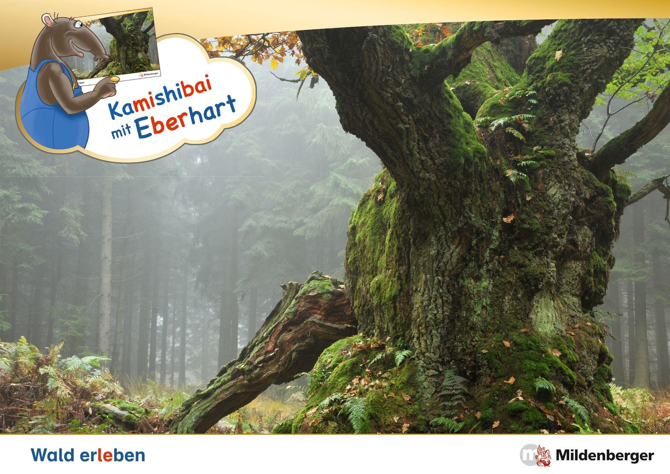 Kamishibai mit Eberhart – Wald erleben – Erzähltheater-Karten