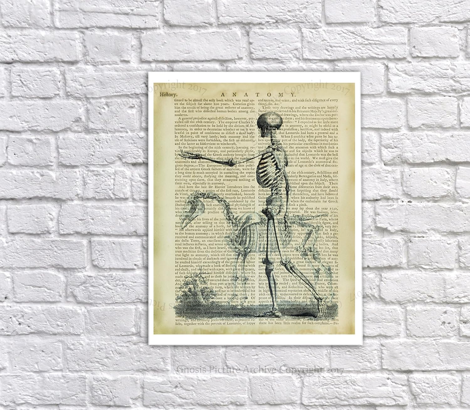 Gnosis Picture Archive Halloween Decor set of 4 Unframed Vintage Anatomy Skeleton Wall Art Decor Skeleton_Bookart4A