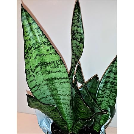 Amazon Com Hirt S Superba Robusta Snake Plant Sanseveria Impossible To Kill 4 Pot Patio Lawn Garden