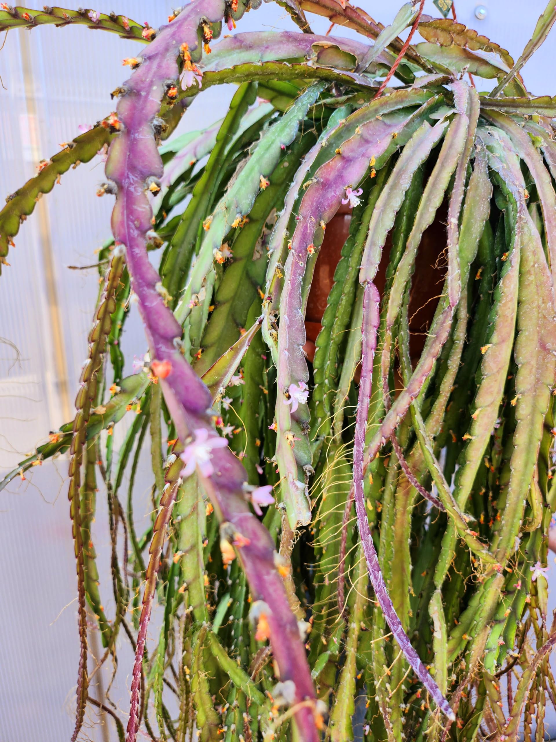 POWERS TO FLOWERS - LEPISMIUM CRUCIFORME RED TIP, BASKET, ESEMPLARE XXXL!!!, pianta vera