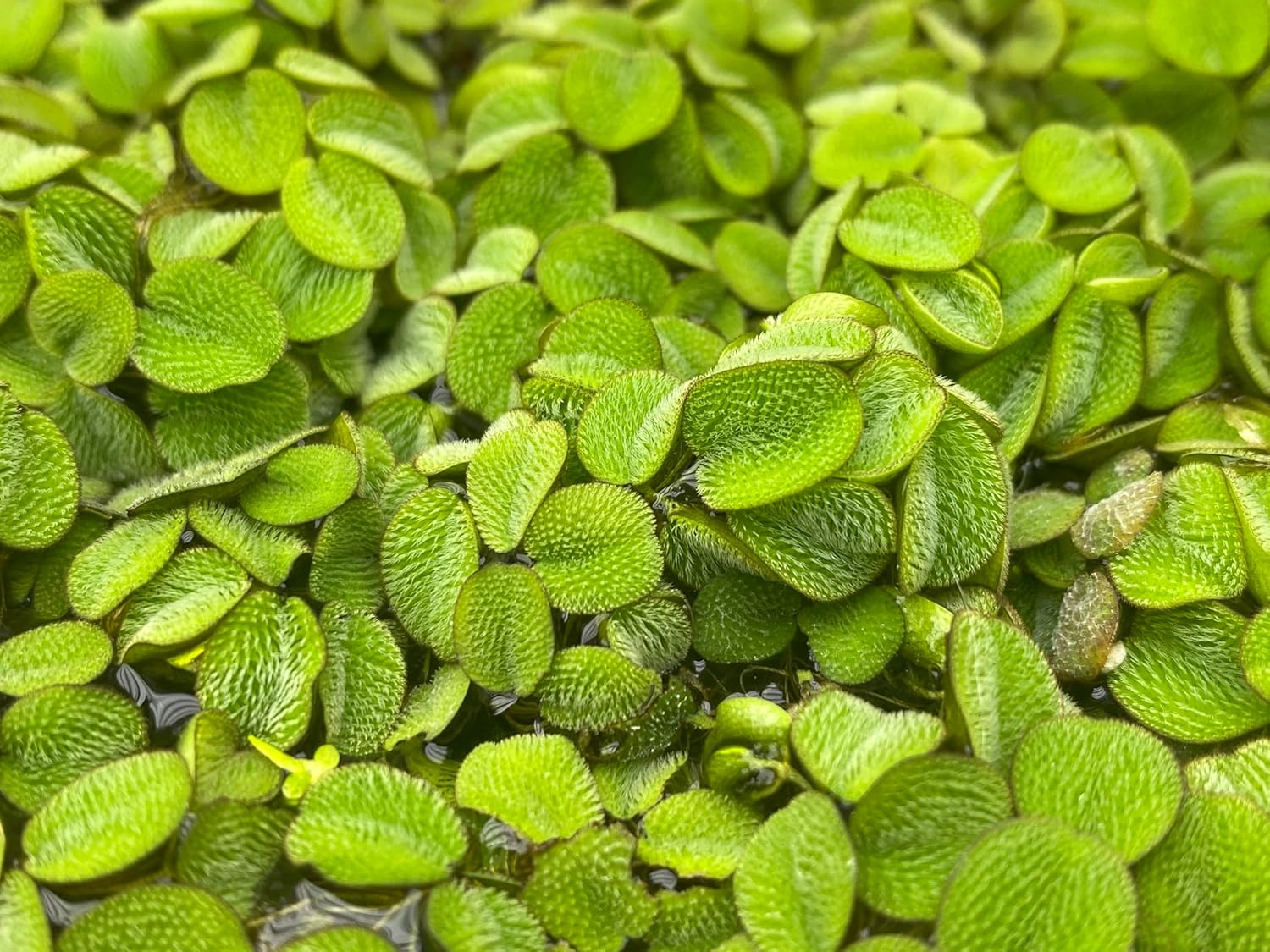 Huge Portion Salvinia Minima Water Spangles Live Floating Aquarium Plant Live Awesome Aquatic