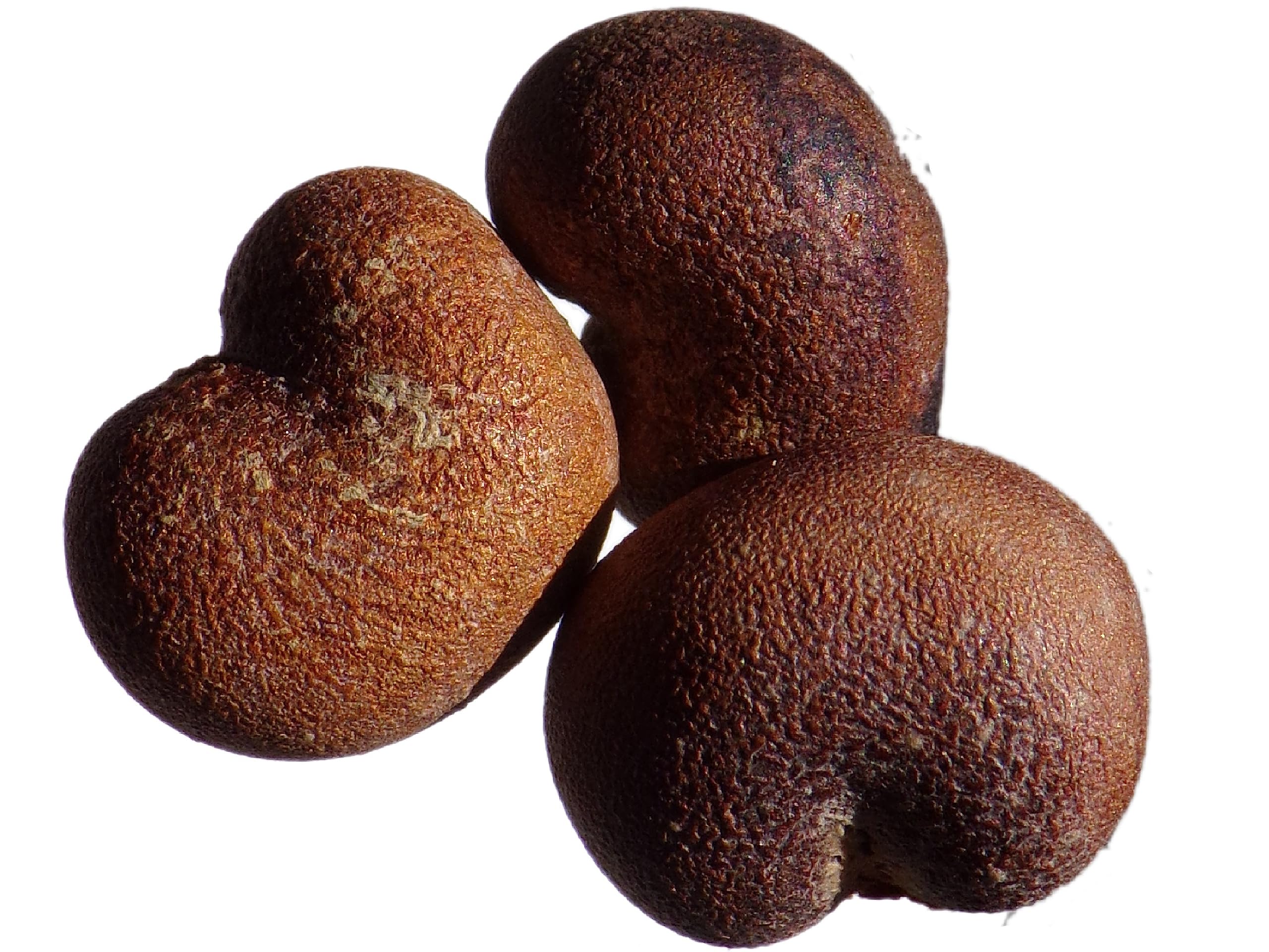 African Baobab – 3 Seeds – Adansonia Digitata – SEM05 : Amazon.co