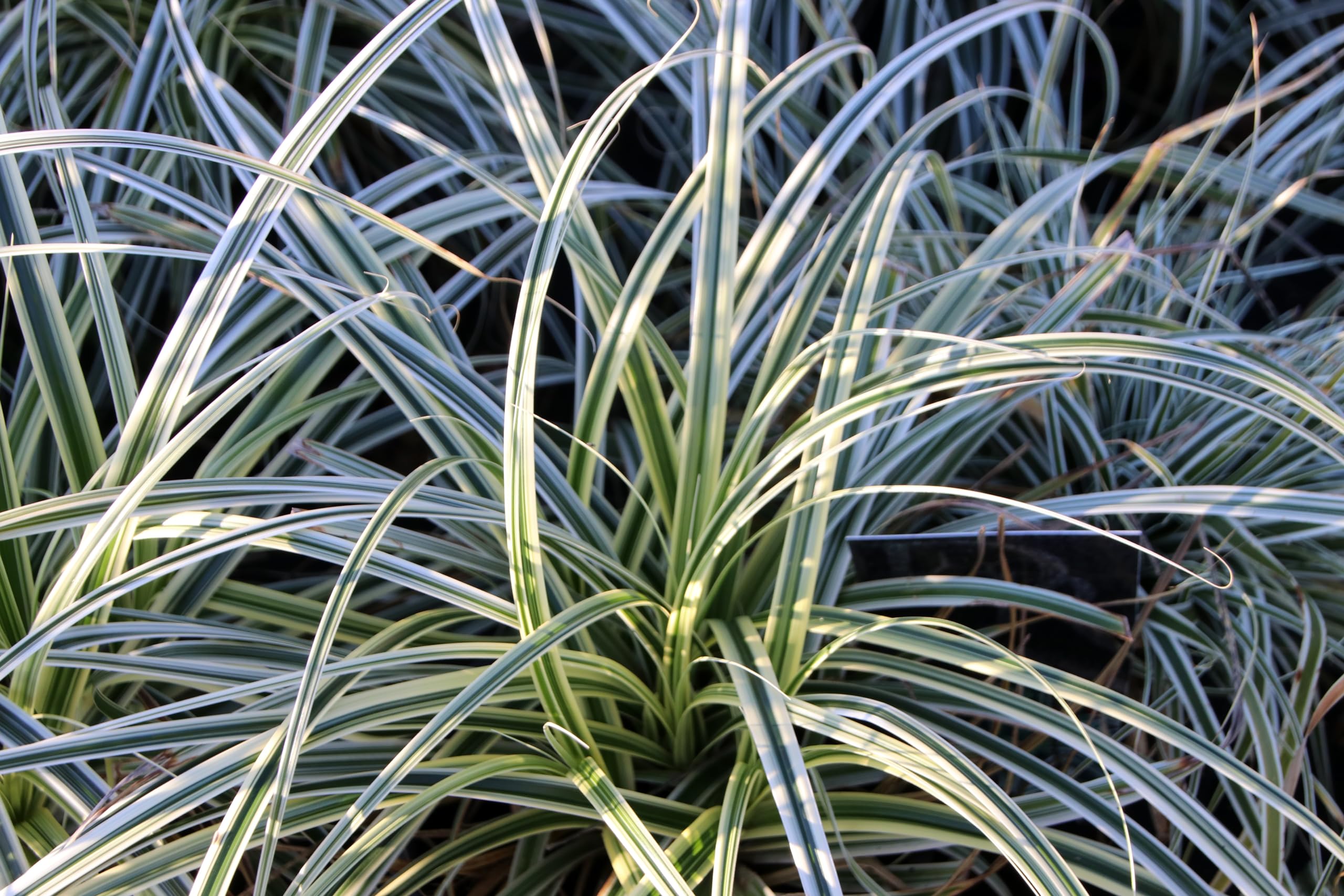 Stauden Gänge 10 x Carex oshimensis 'Everest' Japan Segge winterhart