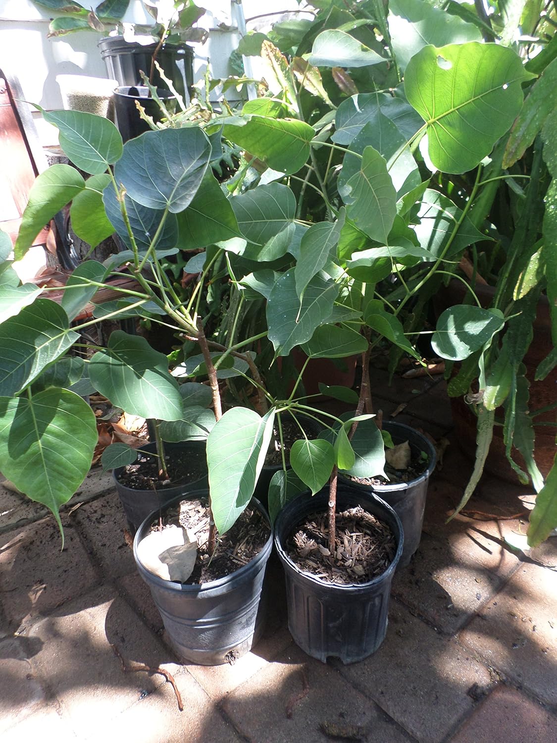 Bodhi Plant FICUS RELIGIOSA - Sacred Fig Tree 1 to 2 Feet Tall - Ship in 1 Gal Pot