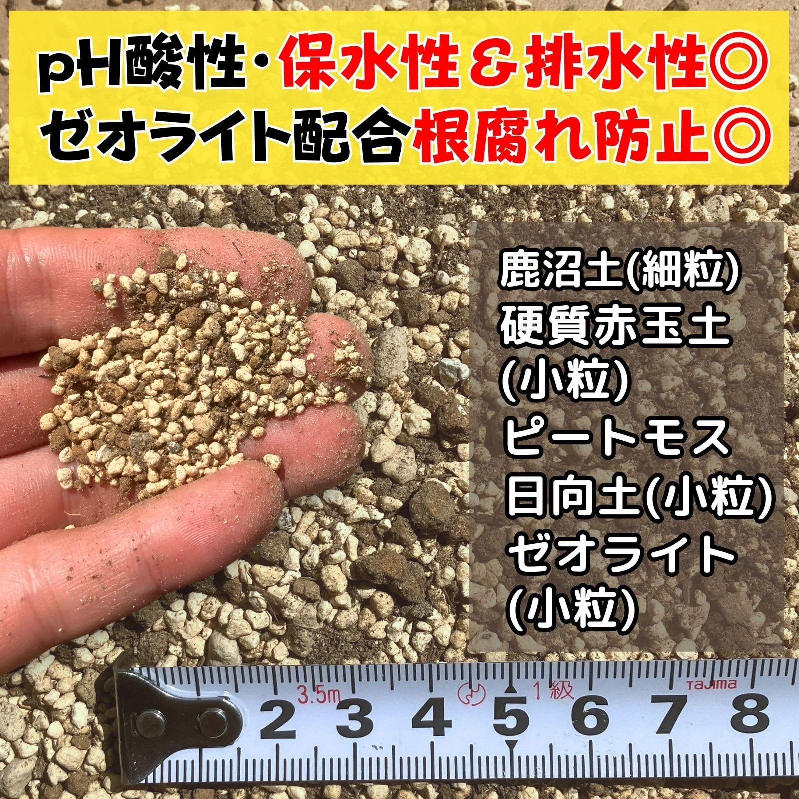 Top選抜株多肉植物 25347テクトラム 10個 鉢無し⁄脱土 | Compre