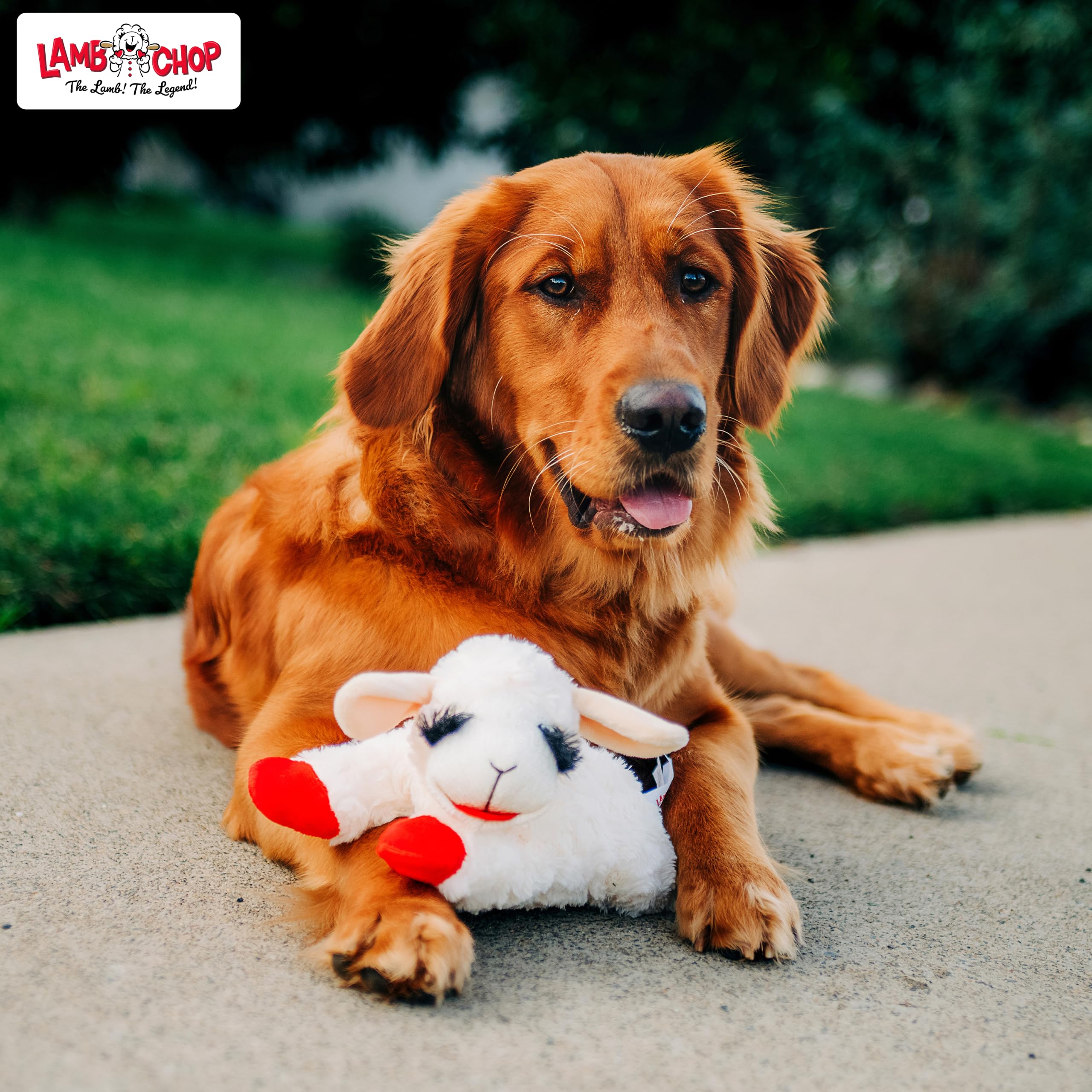 Multipet Lambchop biały/jasnobrązowy pies zabawka miękka bezpieczna pluszowa przytulanka piszcząca interaktywna zabawa zabawa gry dla małych średnich ras - 25 cm