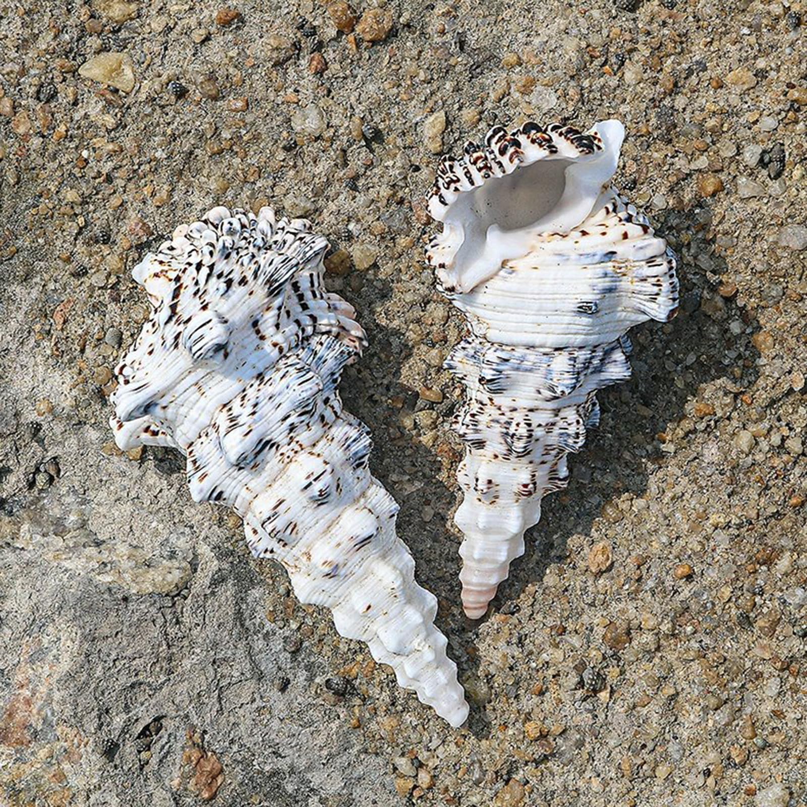 Grandi conchiglie naturali, 10/11 cm, grandi conchiglie naturali, di paguro for riempire vasi, piante aeree, decorazioni for matrimoni, feste a tema spiaggia