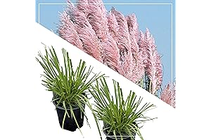 Cotton Candy Grass Plants: Ornamental Pink Pampas Grass