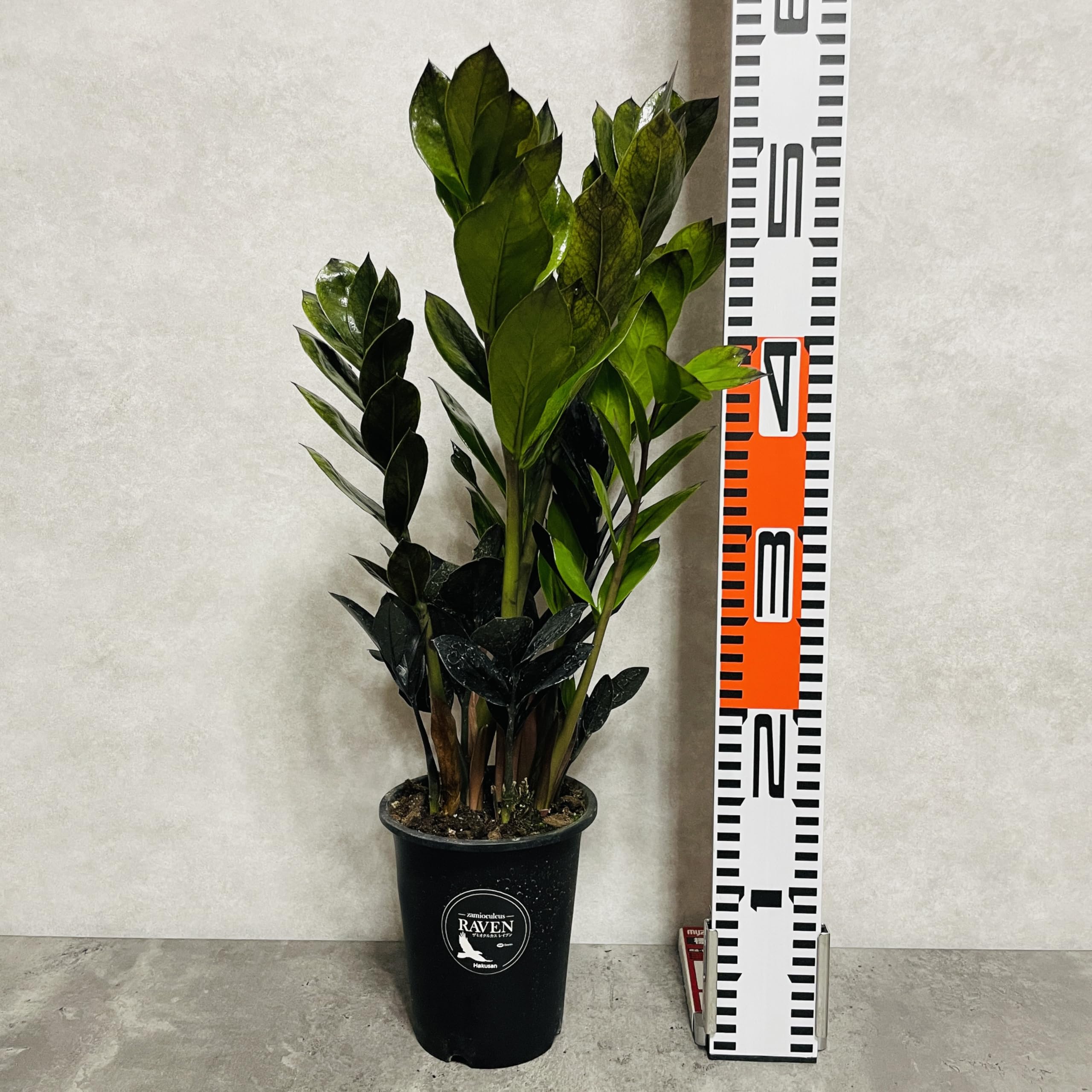 Amazon｜観葉植物 ザミオクルカス レイヴン 4号鉢苗 ザミーフォリア