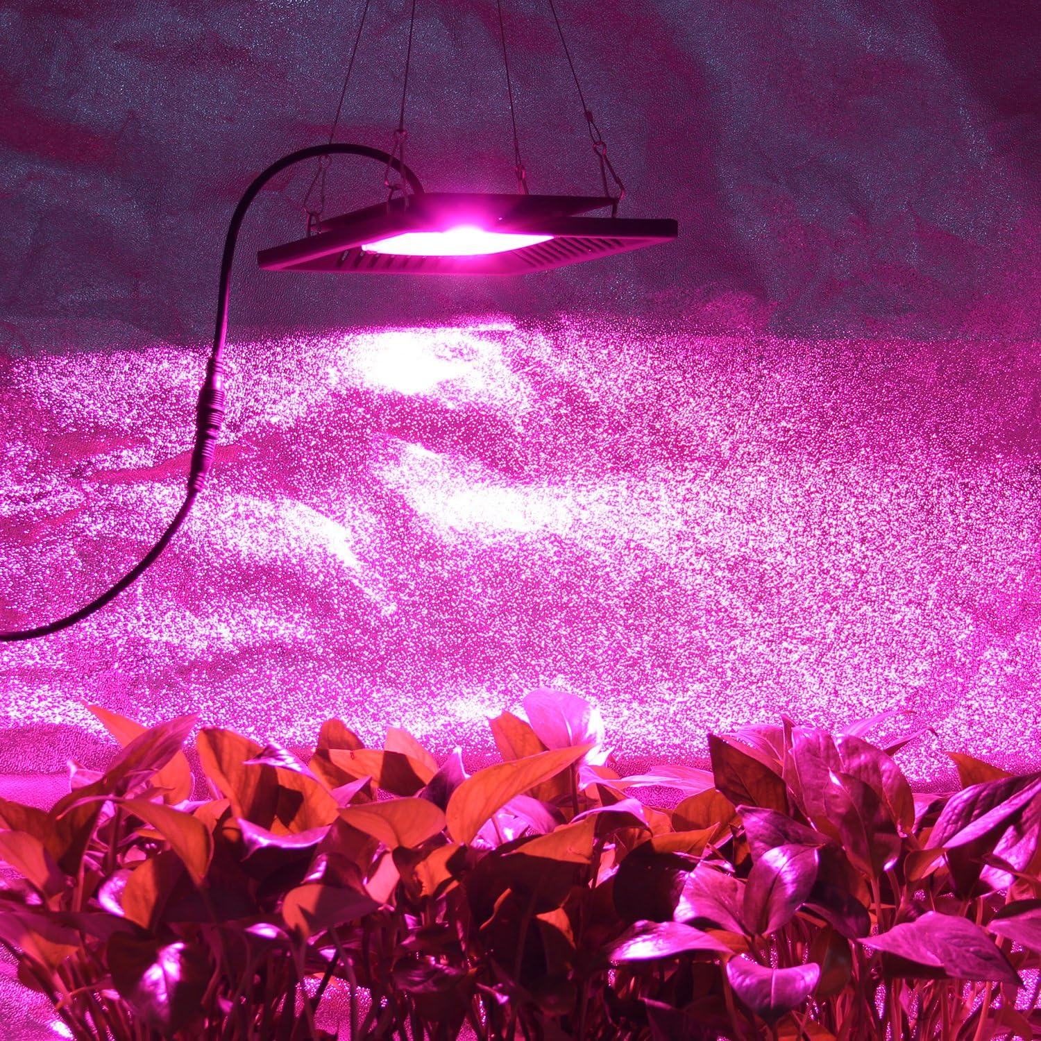 Waterproof 100W LED Grow Light Full Spectrum, New Technology COB LED Grow Light, Natural Heat Dissipation Without Noise, Suitable for Plants All Growing Stage Indoor or Outdoor.