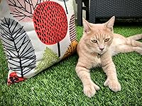 Review Image by SoFloGuy