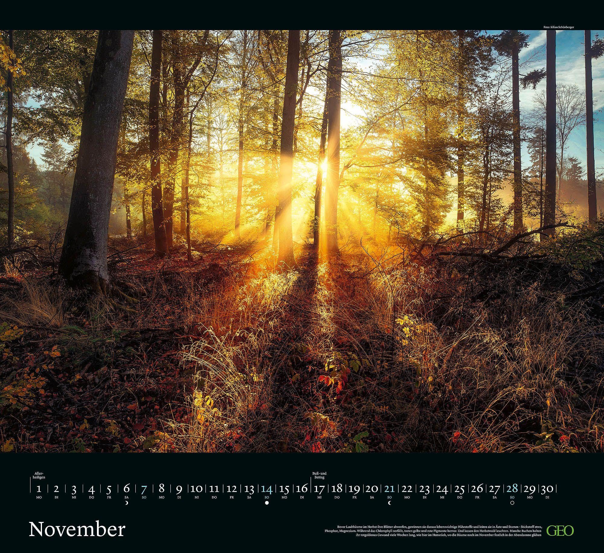 GEO Kalender: Sehnsucht Wald 2027: Wandkalender 60x55 cm mit 12 stimmungsvollen Waldfotografien, deutschem Kalendarium und Spiralbindung