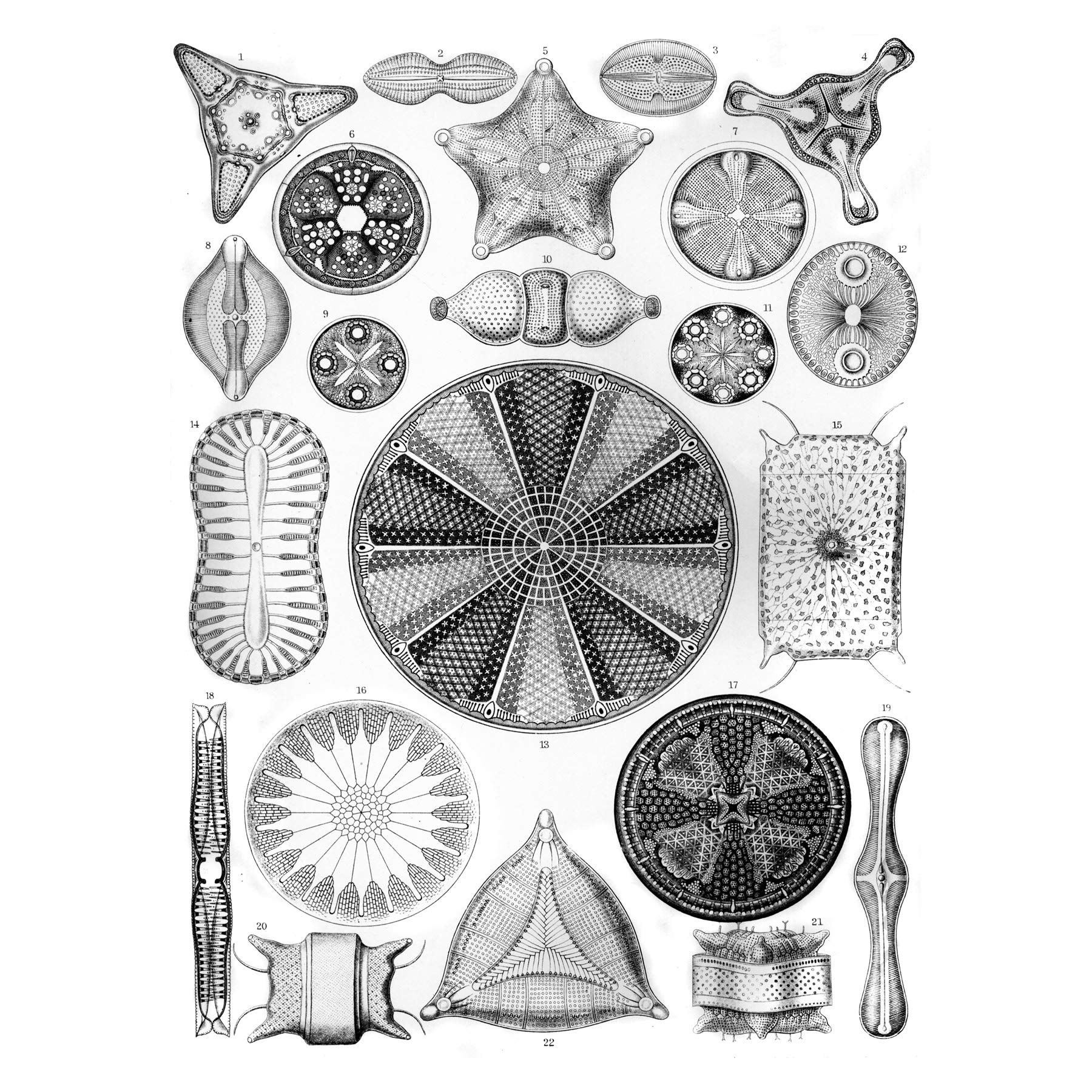 Kiselgur - Hitta bästa priset på Prisjakt