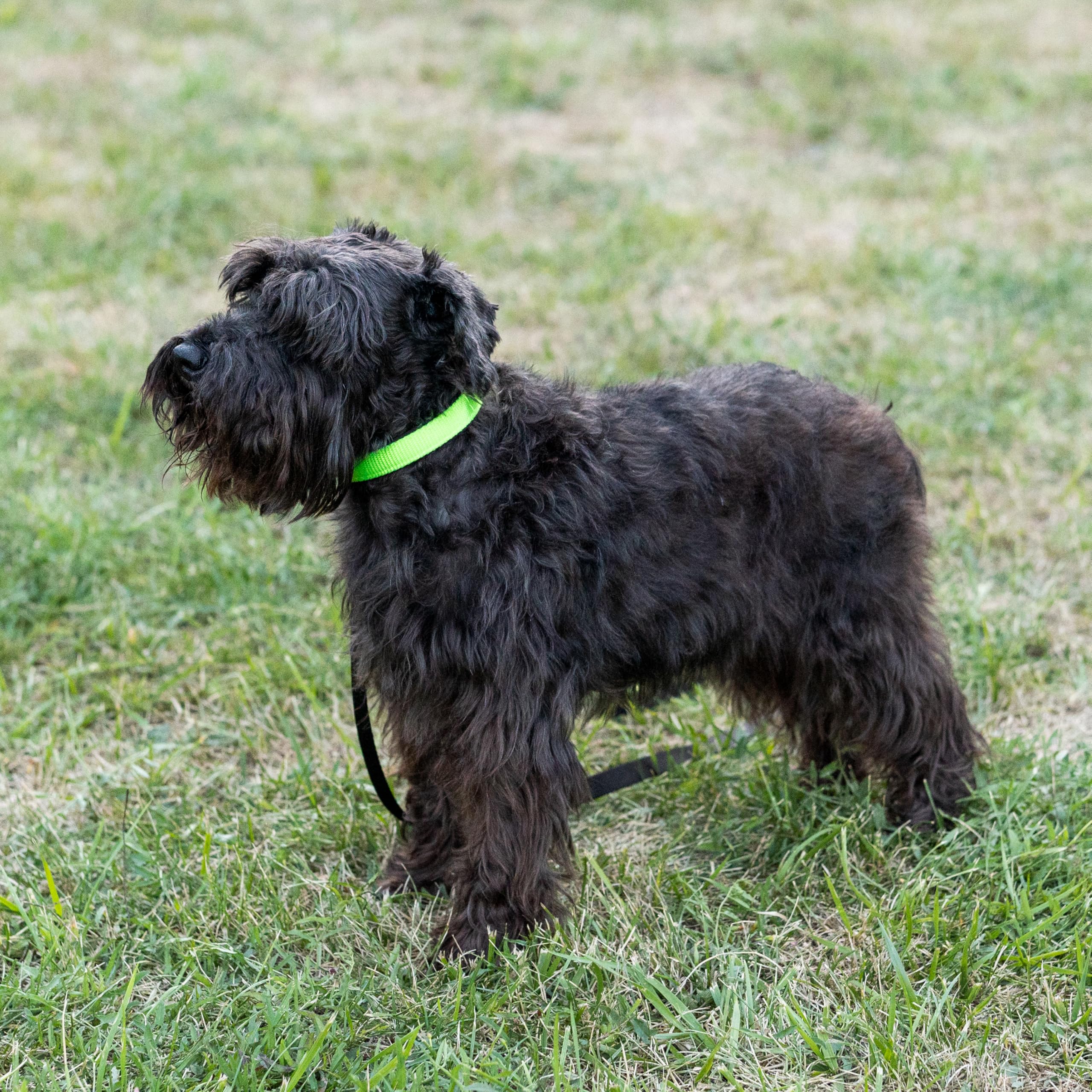 Ferplast Small Dog Collar Adjustable Padded Nylon Dog Collar Metal Buckle, Neck Size 23-31 cm, Green - Image 2
