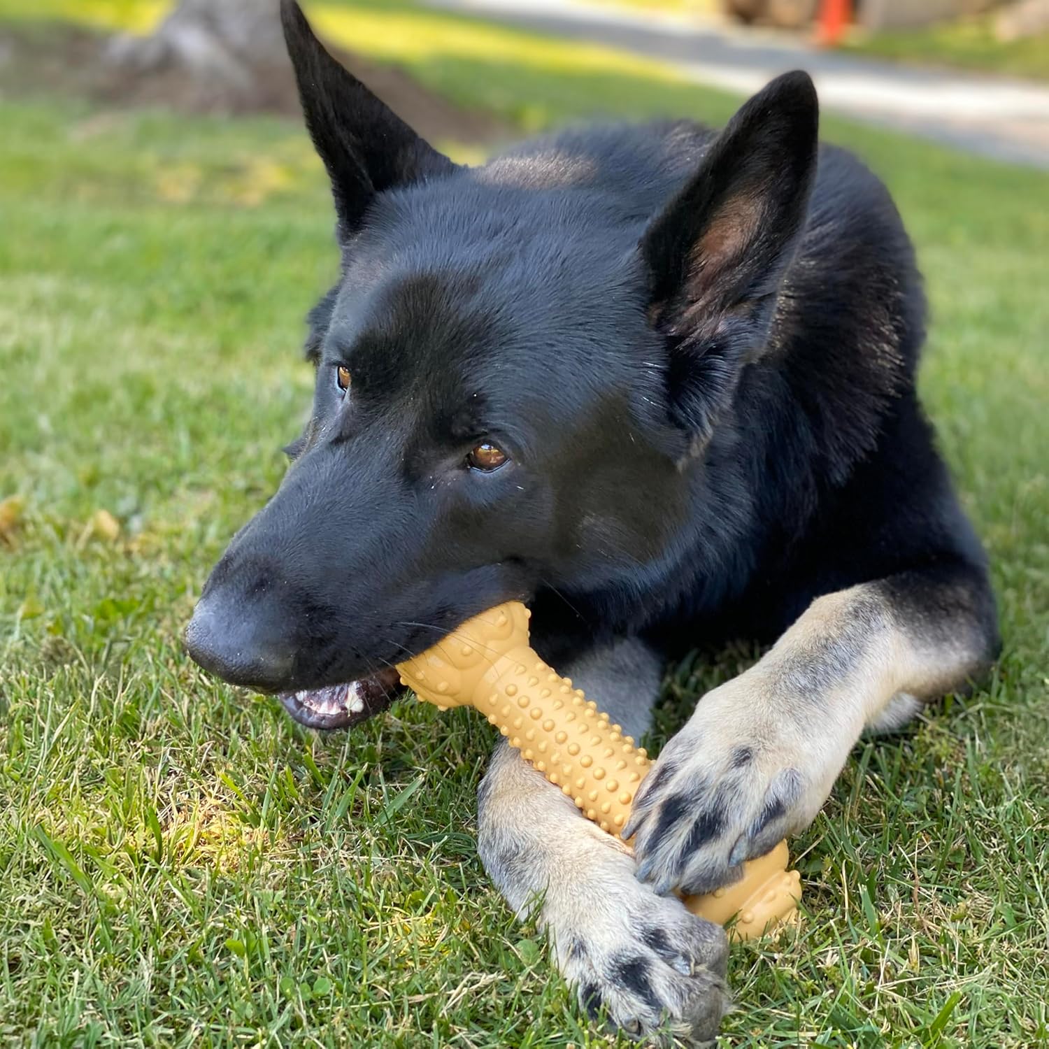 Nylabone Barbell Bone Power Chew Toy for Dogs, Dog Toys for Aggressive Chewers, Peanut Butter Flavor, XX-Large - 50++ lbs, 1 Count