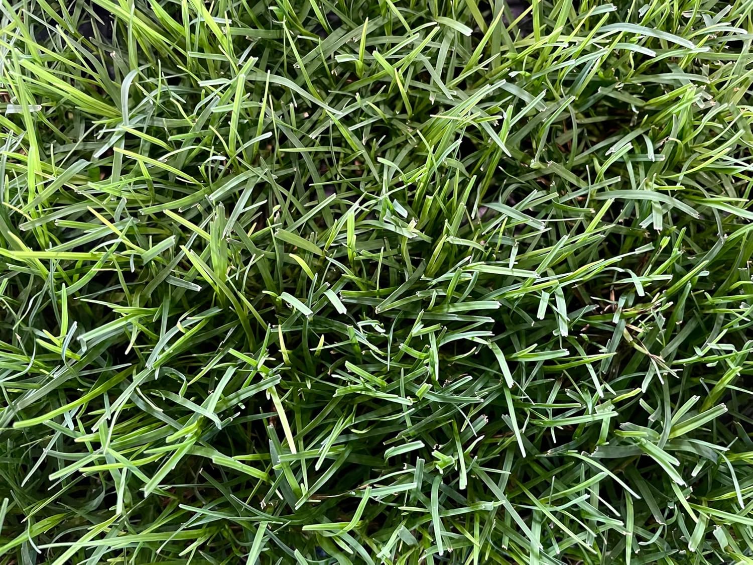 | Bermuda Grass Plugs - 200 Large Plugs, Fast Growing, Low Maintenance Green