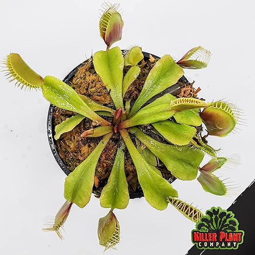 Miniatura 3 de Venus - Trampa para moscas  Cultivar Dutch Delight  Planta Carnívora Dionaea Muscipula  Planta de trampa para moscas Venus  The Killer Plant Company