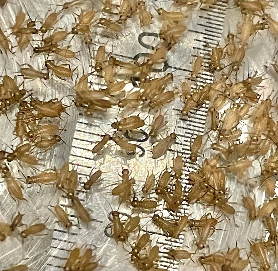 爬虫類・両生類のエサ SS100 爬虫類・両生類のエサ SS100 爬虫類・両生類のエサ SS100 Amazon