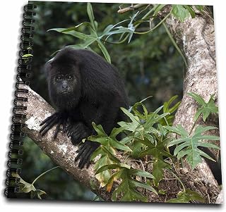 3dRose db_85591_1 Black Howler Monkey, Community Baboon Center, Belize Sa02 Pox0024 Pete Oxford Drawing Book, 8 by 8-Inch