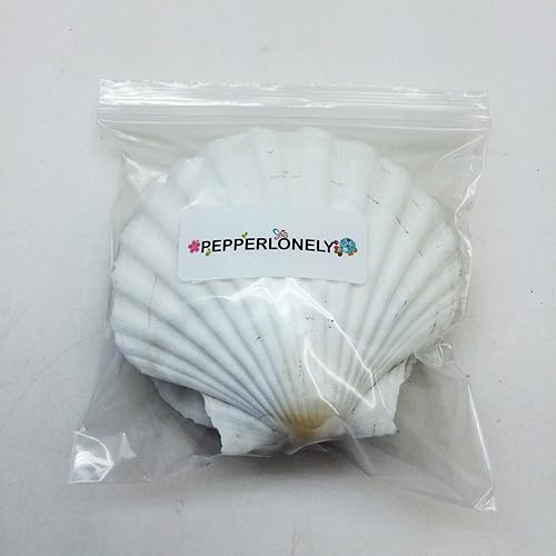 Miniatura 4 de Conchas marinas Pepperlonely, vieiras de diferentes tamaños