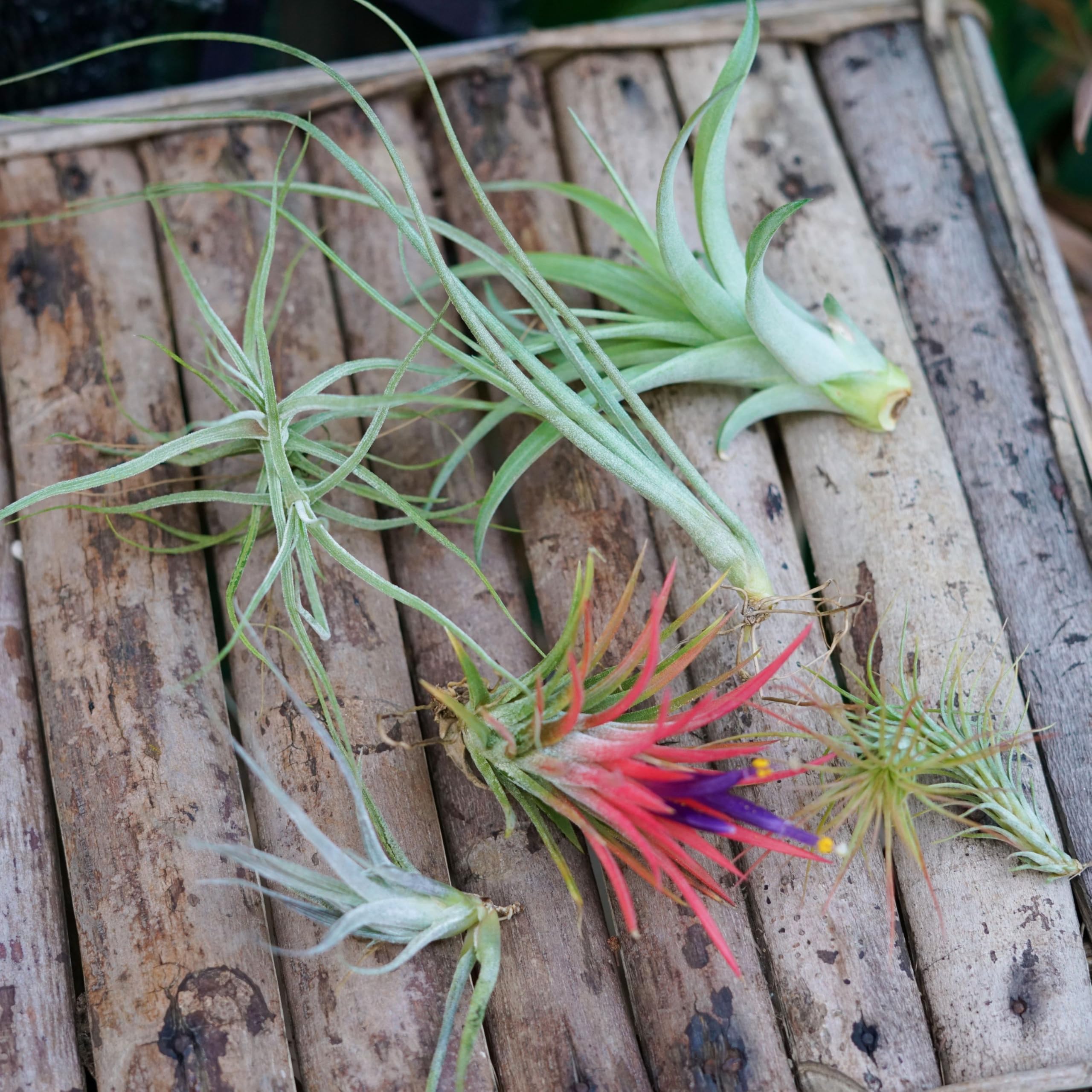 Amazon｜エアプランツ おまかせセット チランジア エアープランツ  