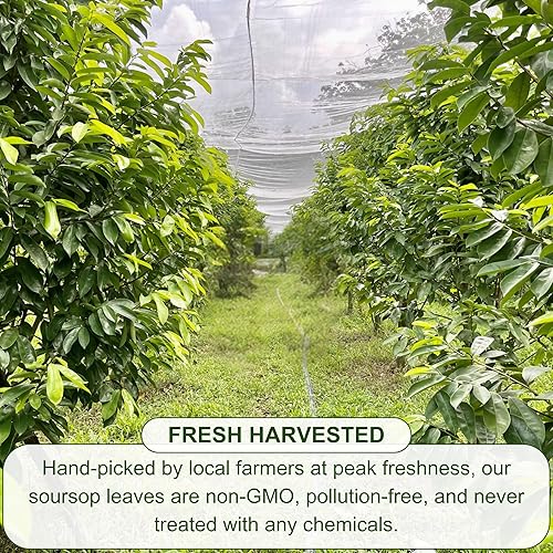 Vista 6 de BOTAMONY 75 bolsas de té de hoja de graviola de guanábana prémium de 0.09 oz/ bolsita de té, hojas de guanábana orgánicas, hojas de guanábana