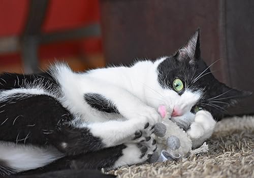 Vista 8 de Juguete para gato OurPets Play-N-Squeak, Ardilla, S, Ardilla